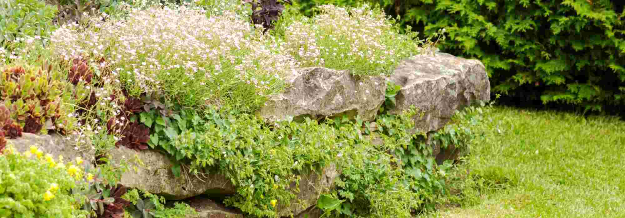 How to plant flowers on a low wall?