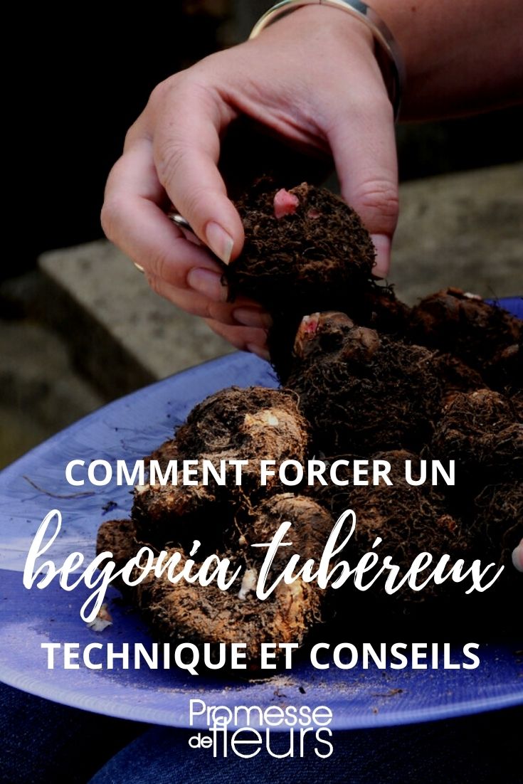 force tuberous begonia