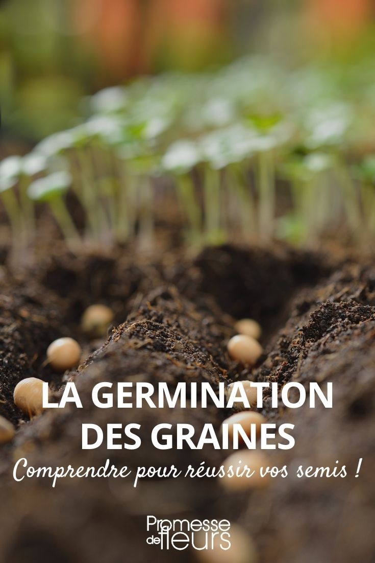 Seed Germination