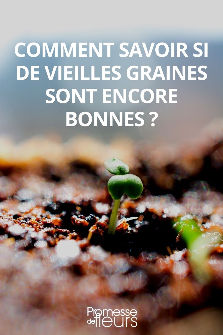 Determining if Old Seeds are Still Viable