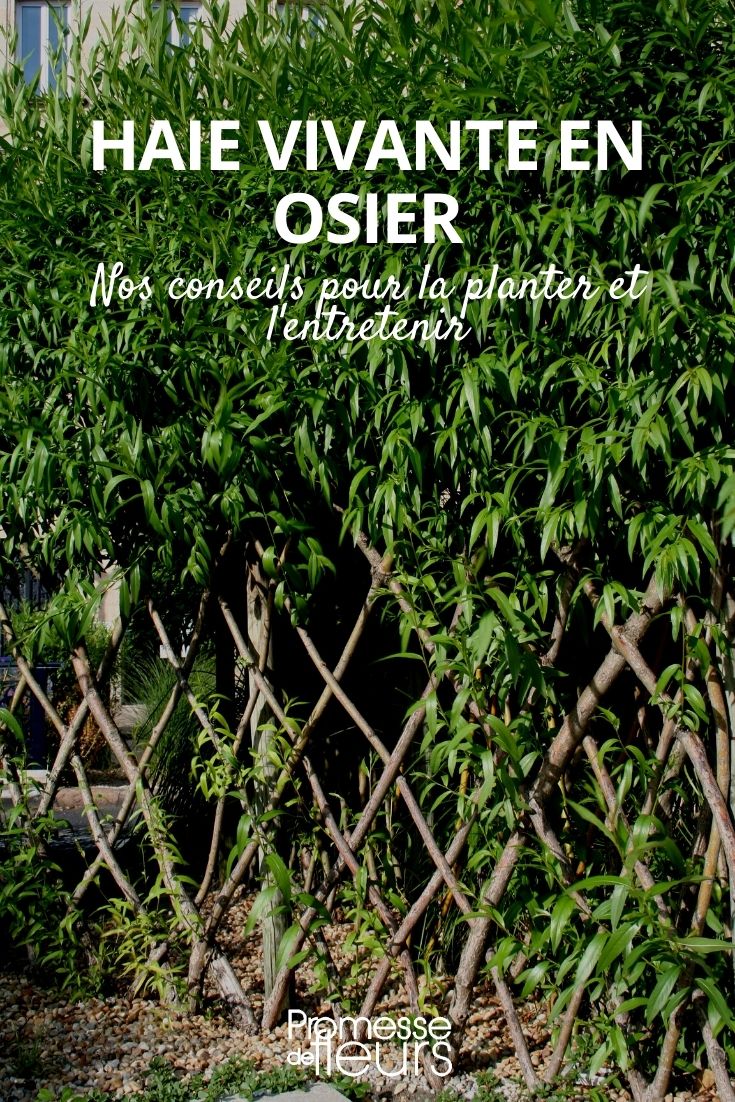 Creating a Living Willow Hedge