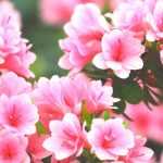 Chinese azaleas: the best varieties