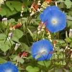 6 annuals or biennials for the sun