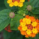 How to take a cutting from a lantana?
