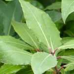 How to grow bay laurel in the garden?