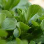 Lettuces to harvest in autumn and winter