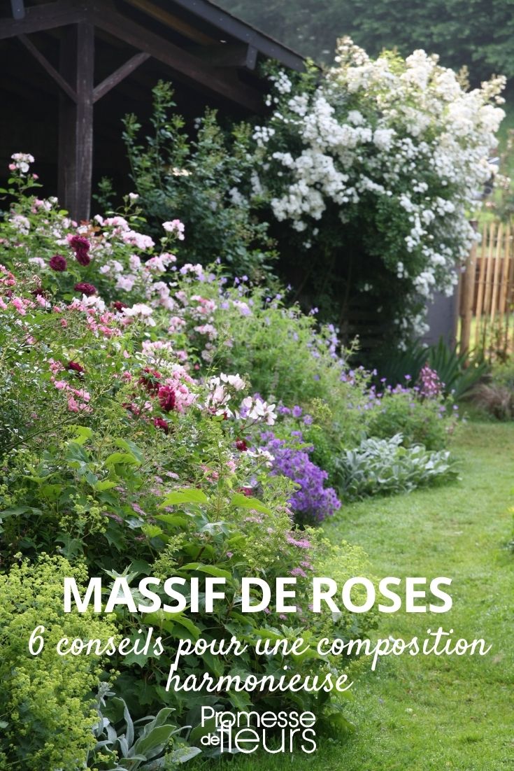 6 Tips for Creating a Beautiful Rose Bed