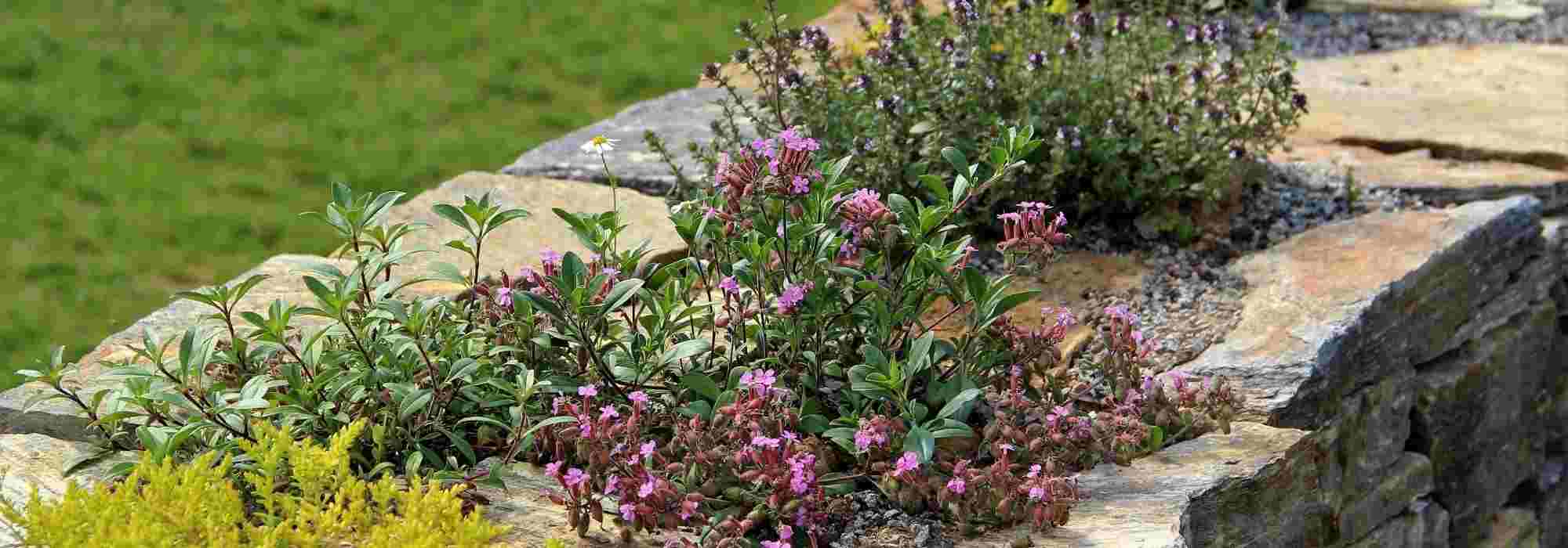 10 perennial plants to enhance a low garden wall
