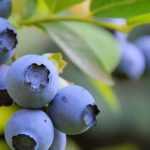 Choosing blueberry varieties