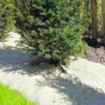 Flax, hemp, jute, wool… what are these new biodegradable mulching fabrics?