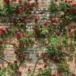 How to train a climbing rose?