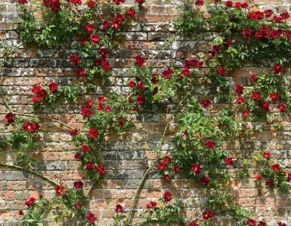 How to train a climbing rose?