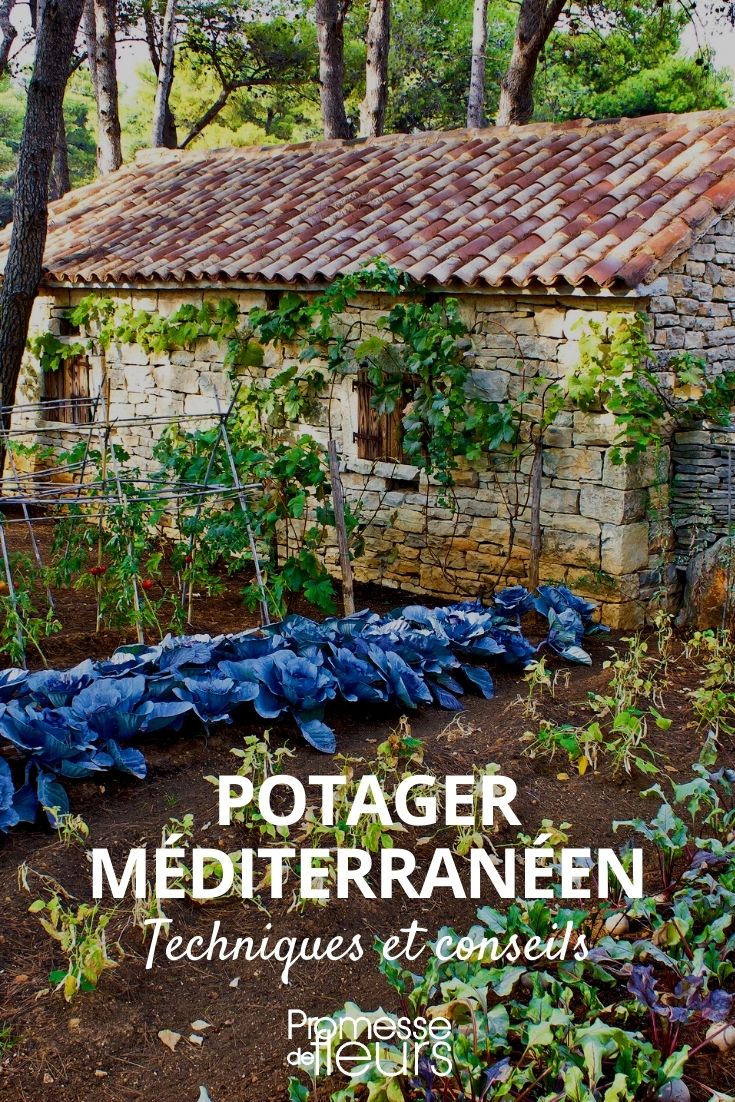 Mediterranean Garden