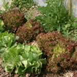 15 salads for summer