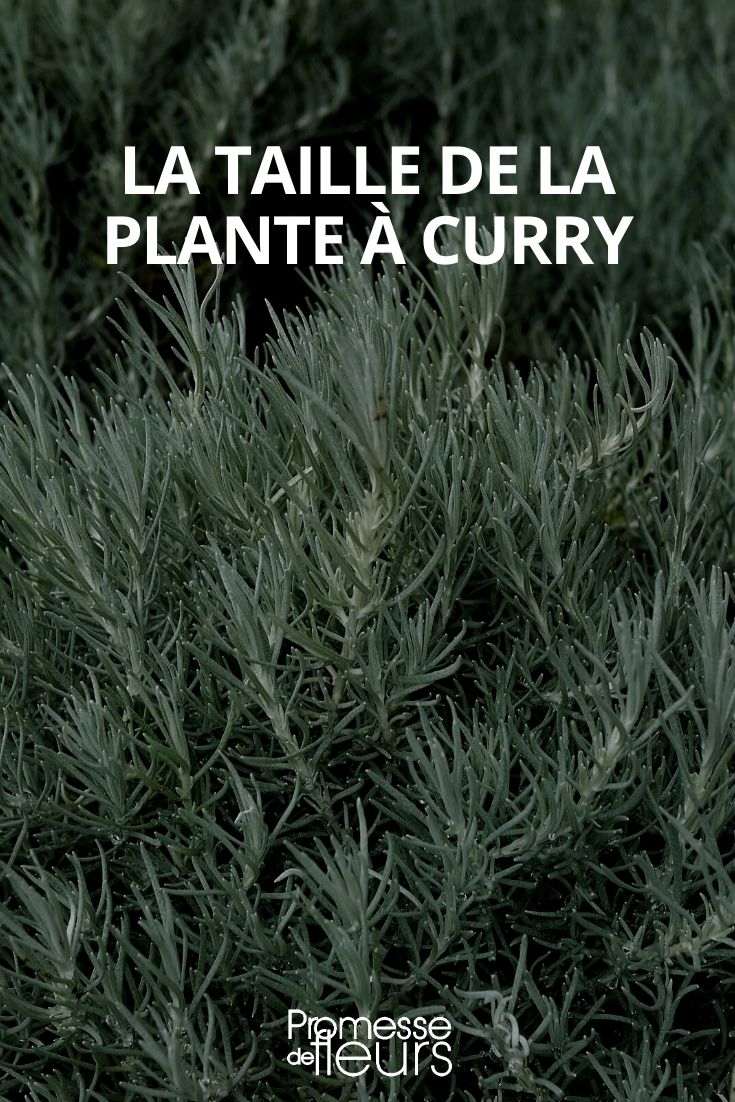 Pruning a Curry Plant