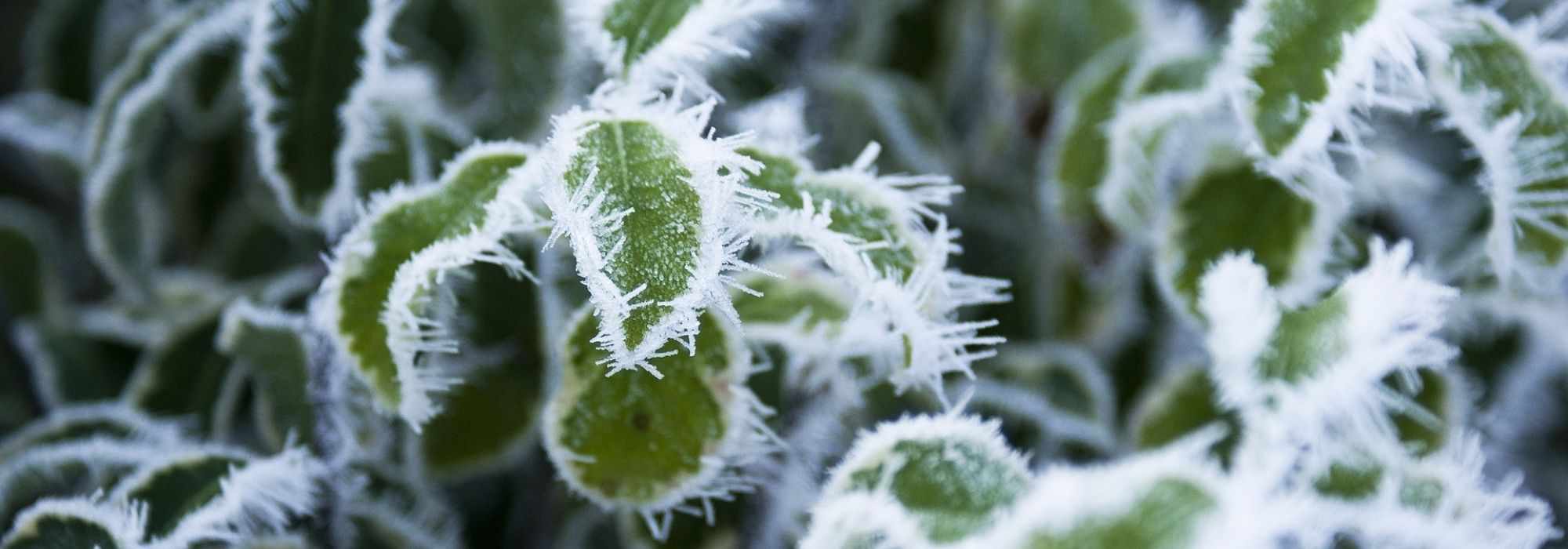 5 very hardy perennial plants unaffected by frost