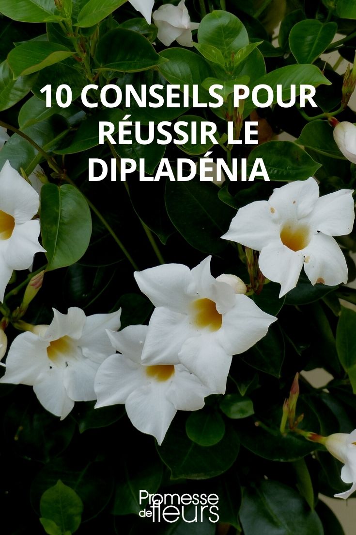 10 Tips for Growing Dipladenia