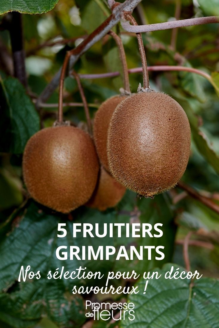 5 Climbing Fruit Plants