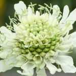 Cephalaria: planting, growing