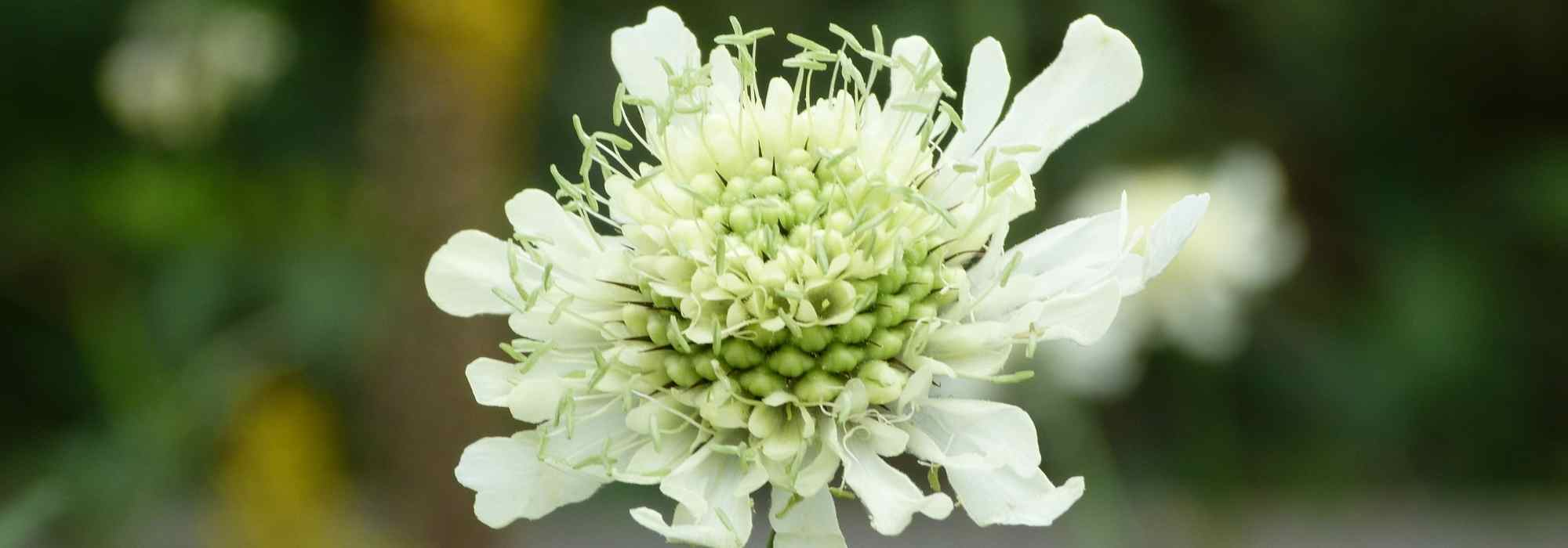 Cephalaria: planting, growing