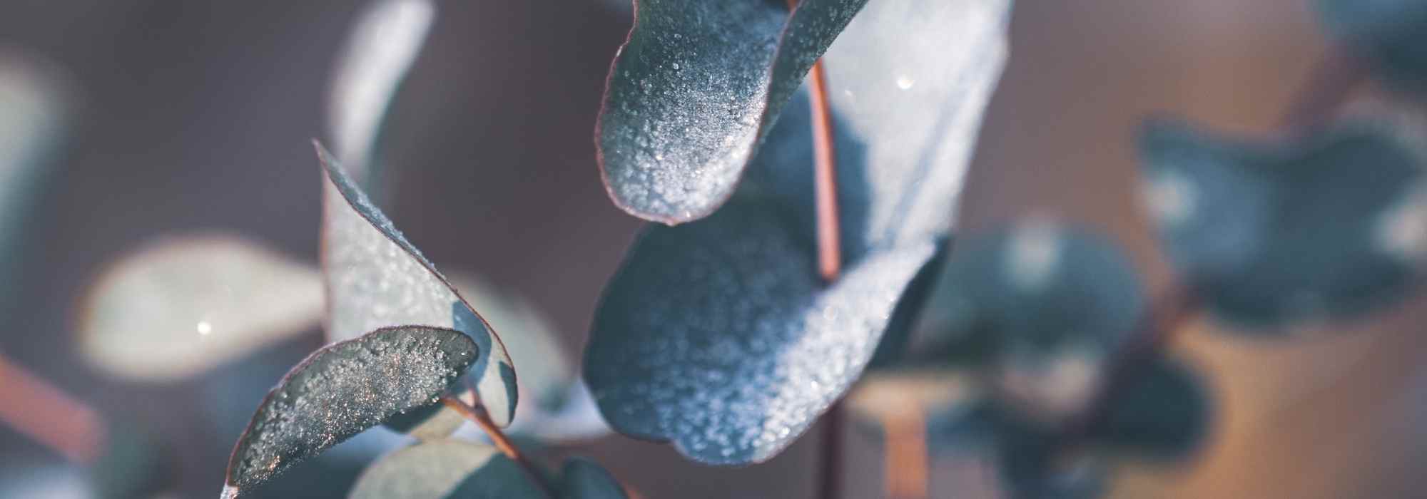 Eucalyptus: how to protect it from winter cold?