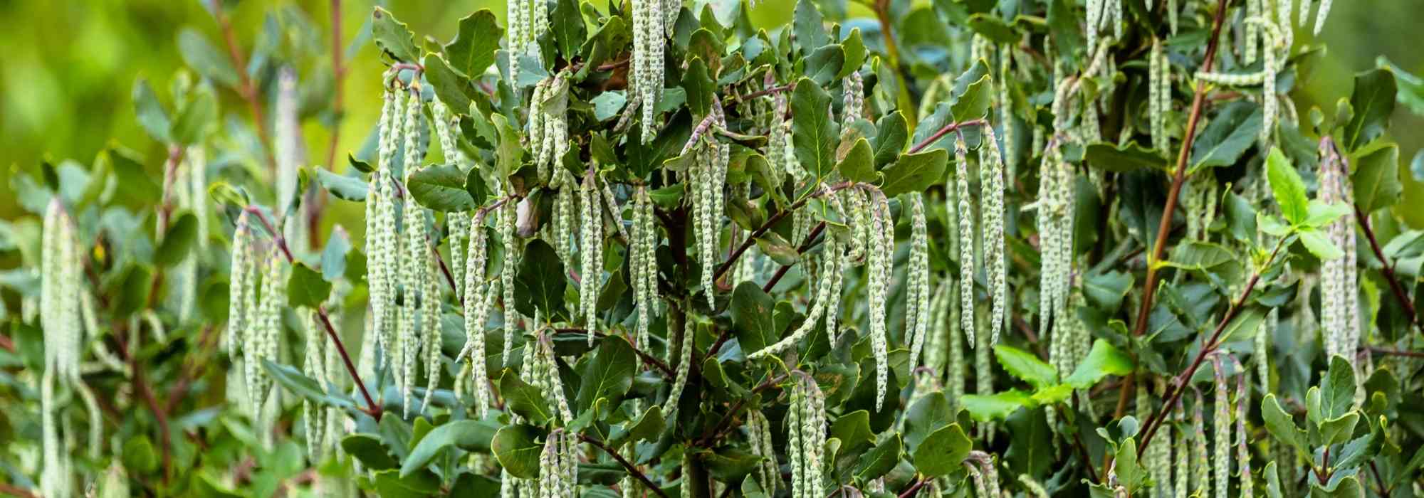 Garrya elliptica: planting, care