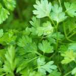 How to create a herb planter for shade?