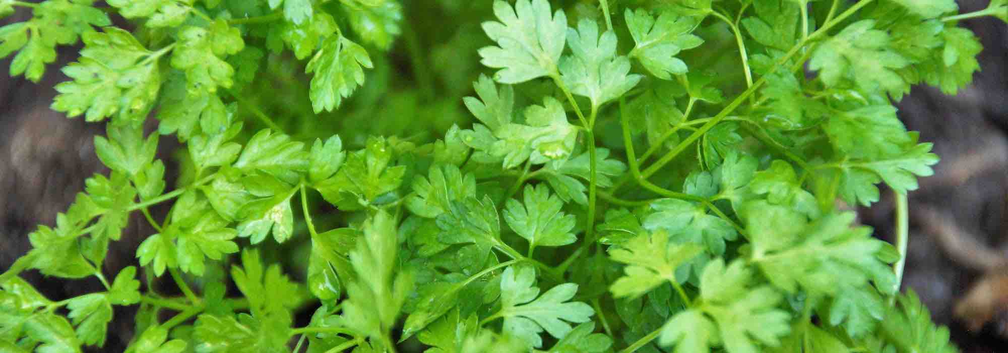 How to create a herb planter for shade?