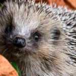 Welcoming a hedgehog in your garden
