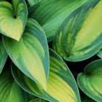 Choosing Hostas