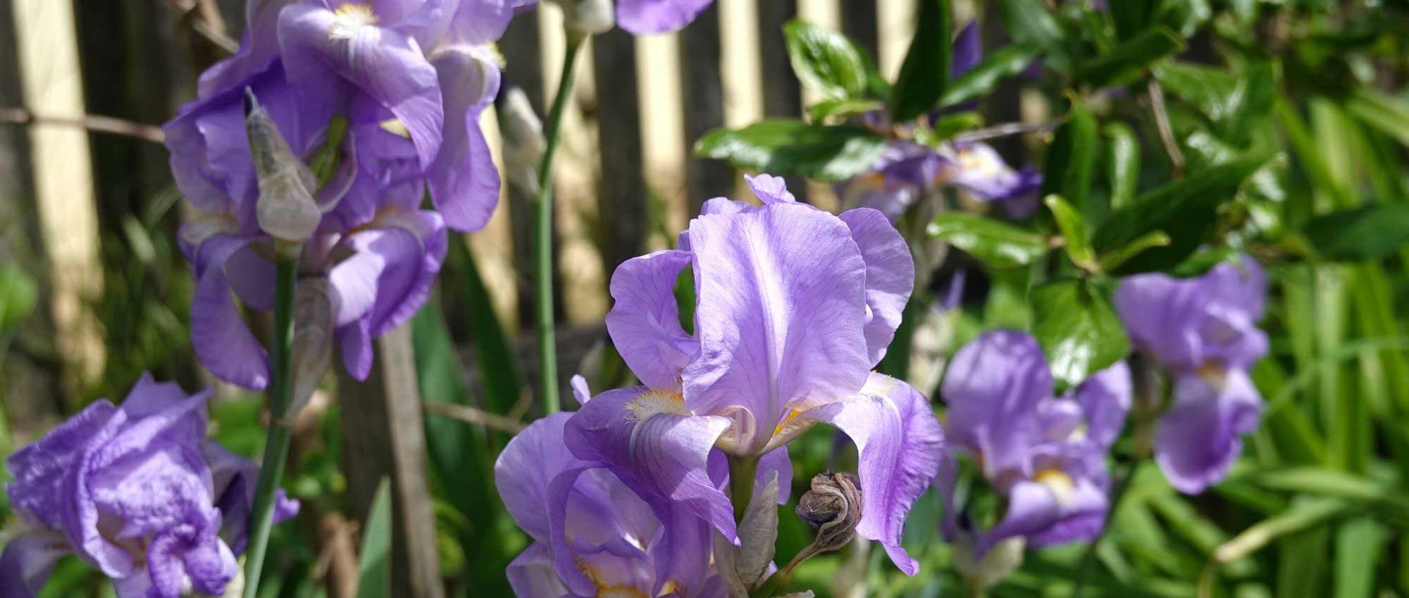 Iris germanica: 6 successful pairing ideas!
