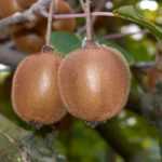 Male or female kiwi: how to distinguish them?