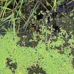 Combatting green and filamentous algae in the pond