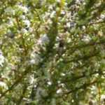 Olearia: planting, growing