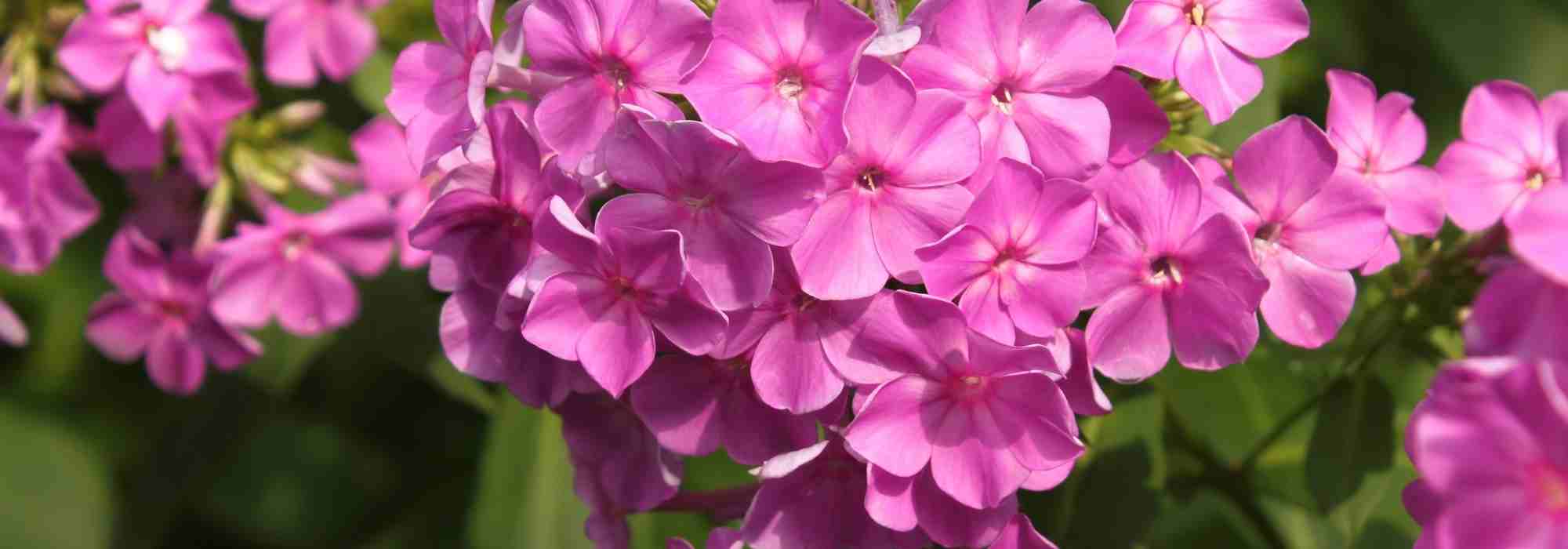 Phlox: which one to choose?