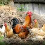 How to use chicken manure as fertiliser in the garden?