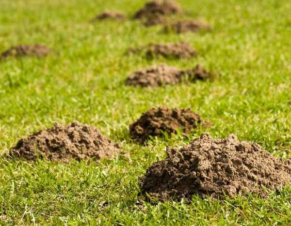 Collecting soil from molehills