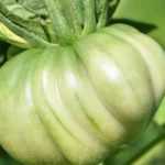 7 late-season tomatoes