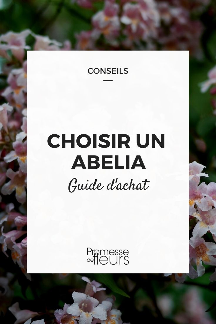 Choosing an Abelia