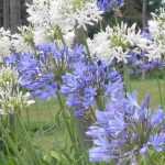 Evergreen Agapanthus