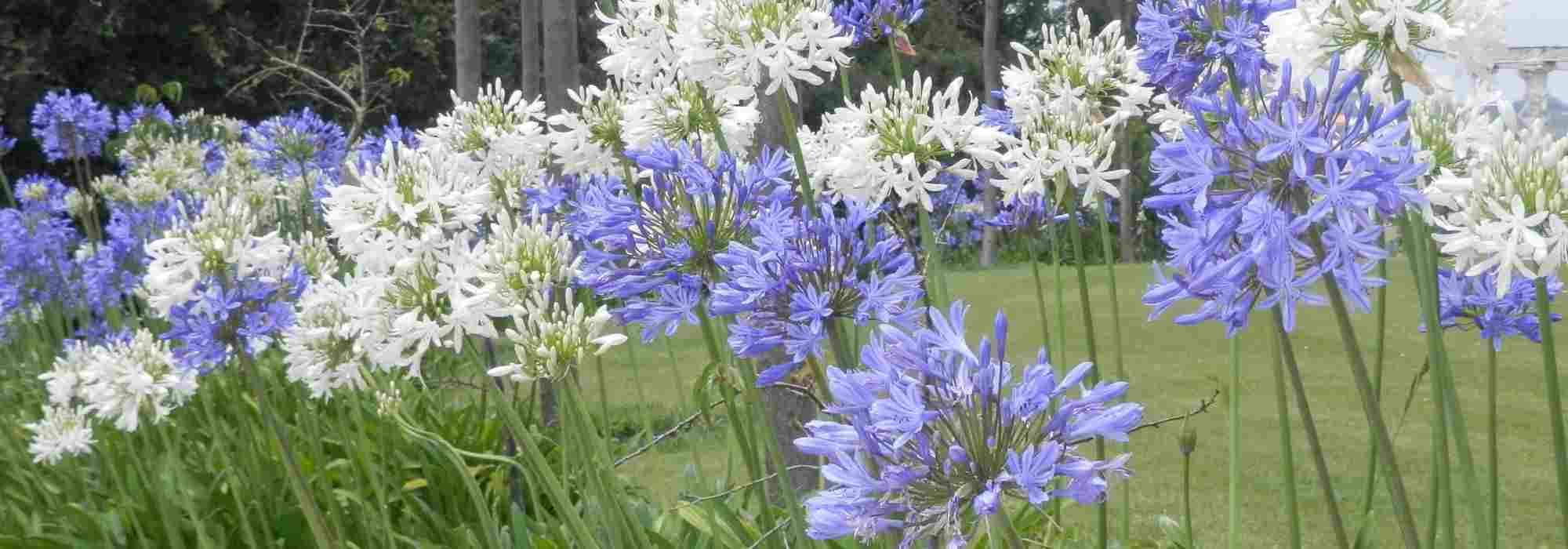 Evergreen Agapanthus