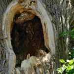 Hollow tree: what to do? Should you intervene?