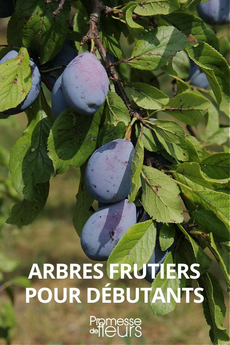 Fruit Trees for Beginners
