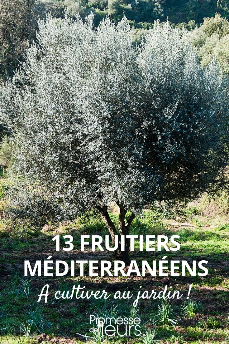 13 Mediterranean Fruit Trees
