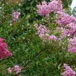 6 late summer flowering shrubs