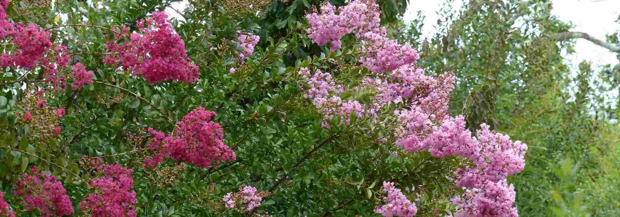 6 late summer flowering shrubs