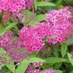 5 shrubs for early summer flowering