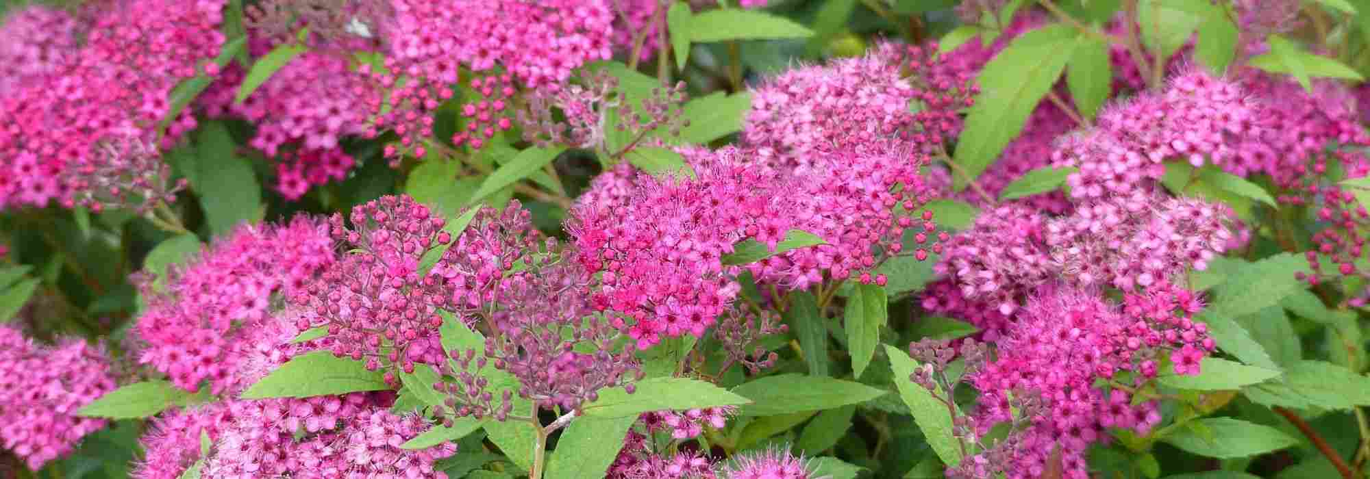 5 shrubs for early summer flowering