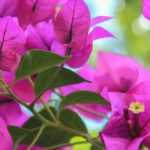 How to winter bougainvillea?