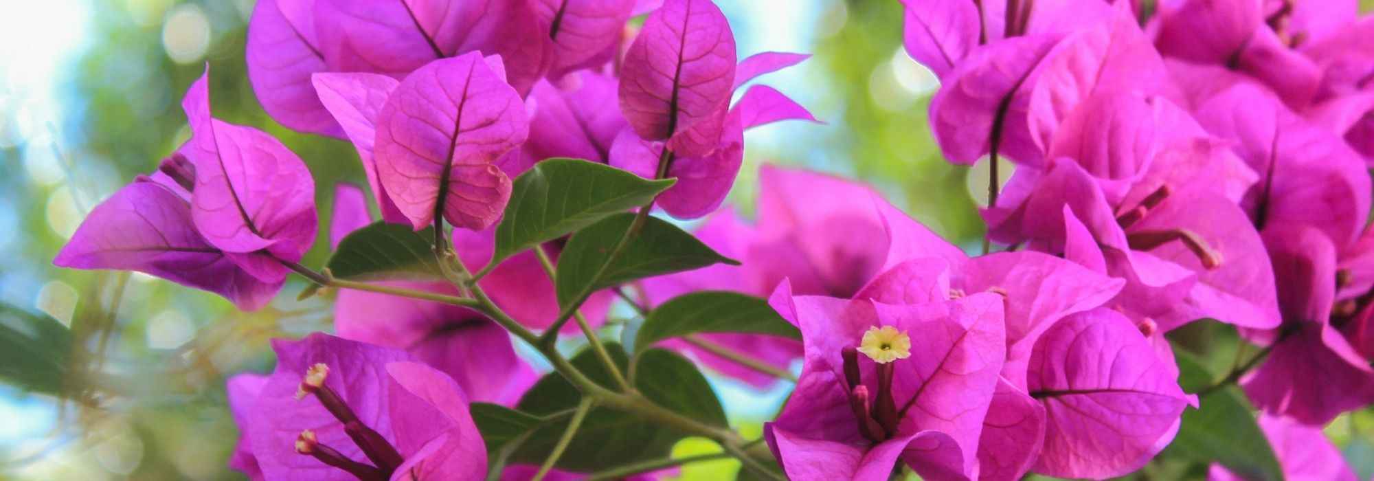 How to winter bougainvillea?